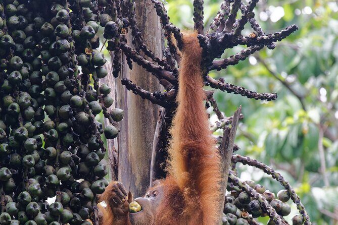 3 Days Bukit Lawang Tour (Happy Jungle) - Day 2: The Jungle and Orangutan Encounter