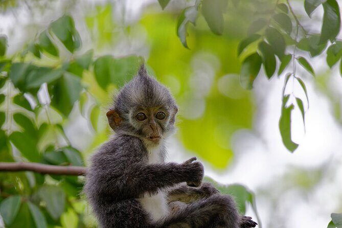 3 Days Bukit Lawang Tour (Happy Jungle) - Practical Considerations