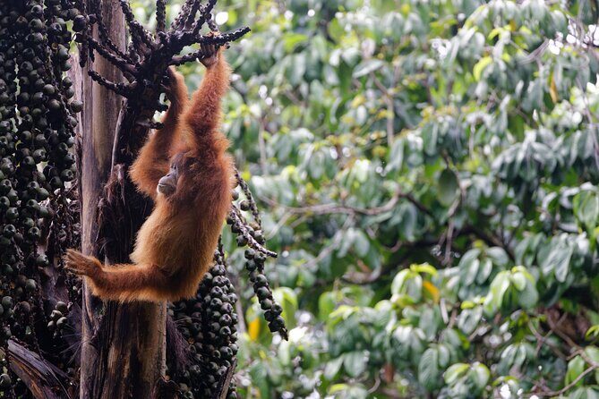 3 Days Bukit Lawang Tour (Happy Jungle) - Who Should Consider This Tour?