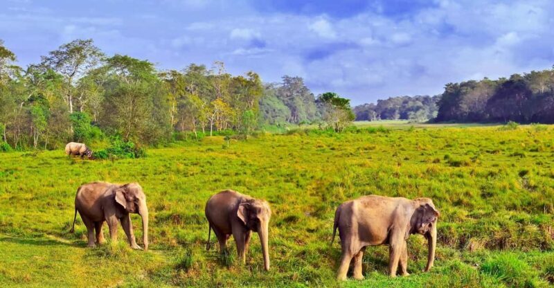 3 Days Chitwan Jungle Tour with Meals - Kathmandu & Pokhara - Key Points