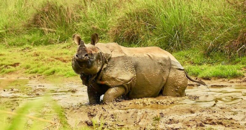 3 Days Chitwan Jungle Tour with Meals - Kathmandu & Pokhara - Who Should Consider This Tour?