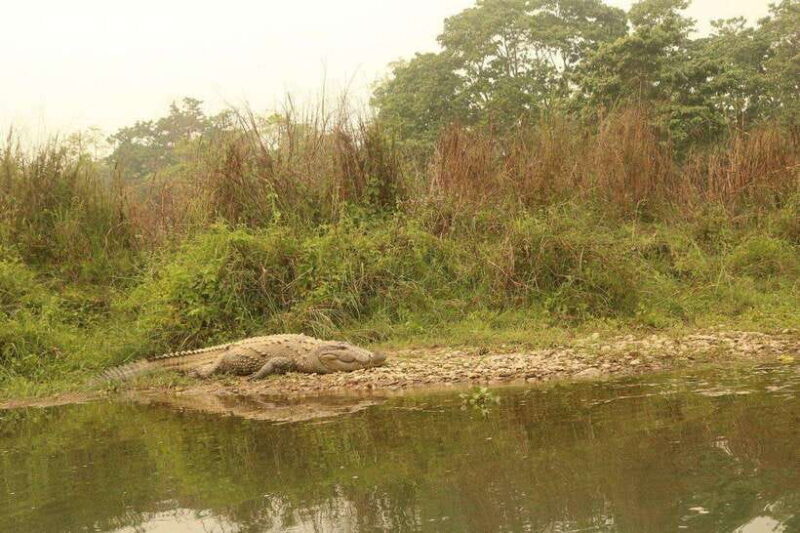 3 Days Chitwan Safari - Why This Safari Is a Great Choice