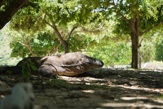 3 Days Deluxe Boat Private Cabin Sailing Trip in Komodo Island - FAQ