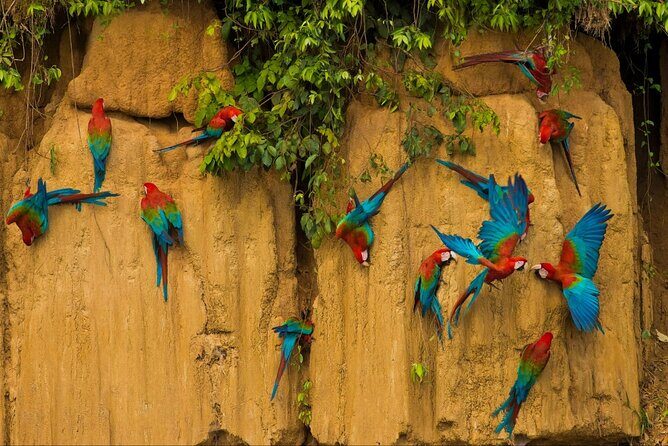 3 Days Guided Manu Jungle Tour from Cusco - Final Thoughts