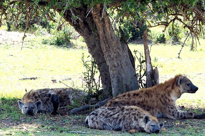 3 Days Masai Mara Camping Safari - The Sum Up