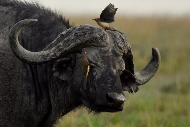 3 Days Masai Mara Camping Safari - FAQ