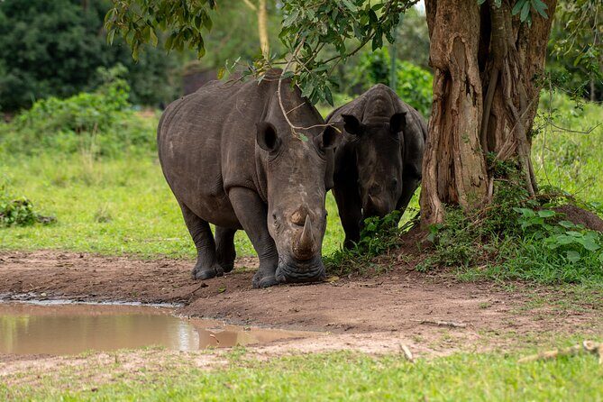 3 Days Murchison Falls National Park Safari & Rhino tracking - Key Points