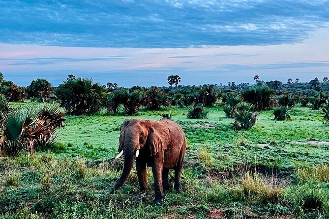 3 Days Murchison Falls National Park Safari & Rhino tracking - Understanding the Value