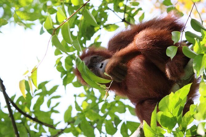 3 Days Orangutan Sumatra Jungle Trekking with Rafting - Practical Details and What You Should Know