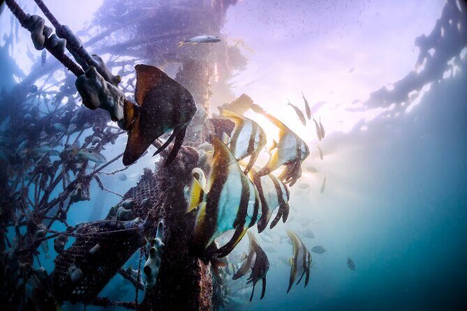 (3 Days) PADI Open Water Diver Course Kota Kinabalu - Key Points