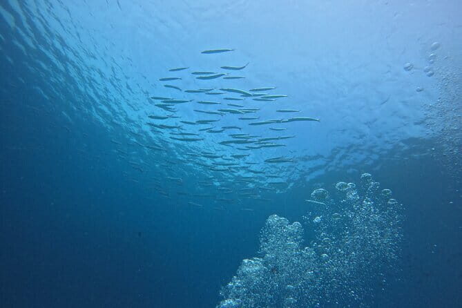 3 Days Phuket Open Water Diver Course & Scuba with License Guide - Why Choose Dives Guru’s Phuket Open Water Diver Course?