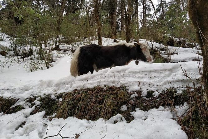 3 Days Poon Hill Trek Private trek from Pokhara - Who Is This Trek Best Suited For?