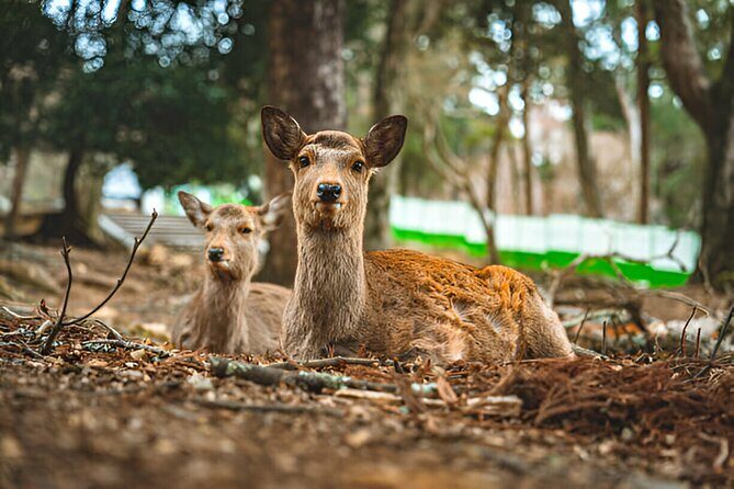 3 Days Private Osaka Kyoto and Nara Tour With English Driver - An In-Depth Look at Your 3-Day Japan Tour