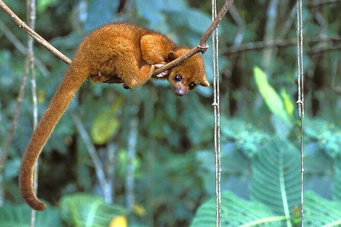 3 Days Tour in Manu Amazon - A Closer Look at the 3-Day Manu Amazon Tour