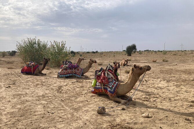 3 Days Tour in Wild Desert Safari - Key Points