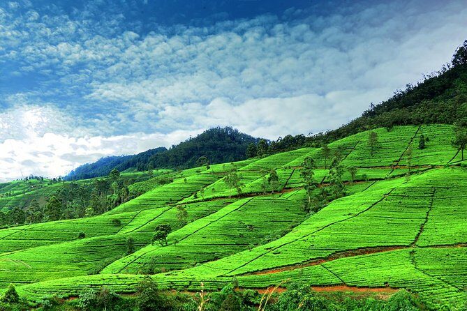 3 Days Tour to Kandy Nuwara Eliya & Sigiriya from Colombo - The Sum Up