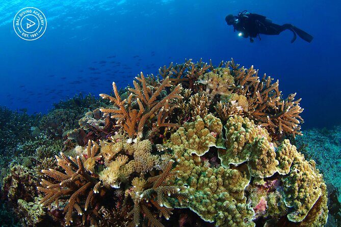 3 Epic Dives in Nusa Penida - Certified Divers' Day Trip - Final Thoughts