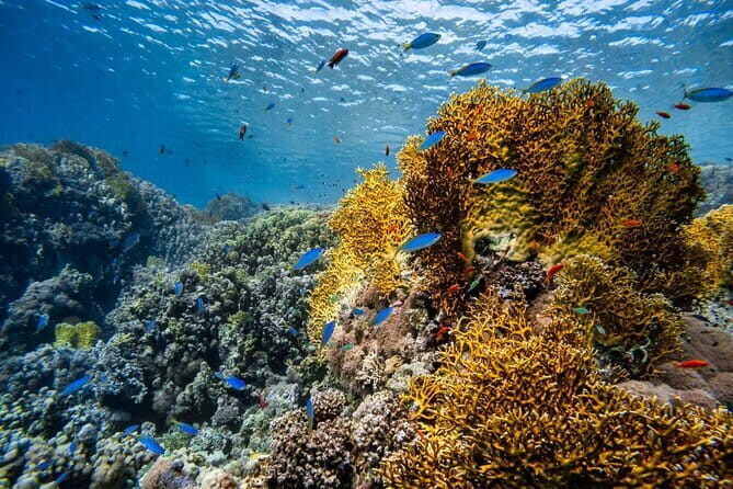 3 Fun dives in Phi Phi islands for Certified Divers - The Sum Up: Is This Tour Worth It?