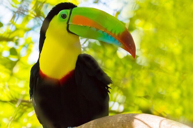 3-hour Belize Birdwatching Guided Tour - Key Points