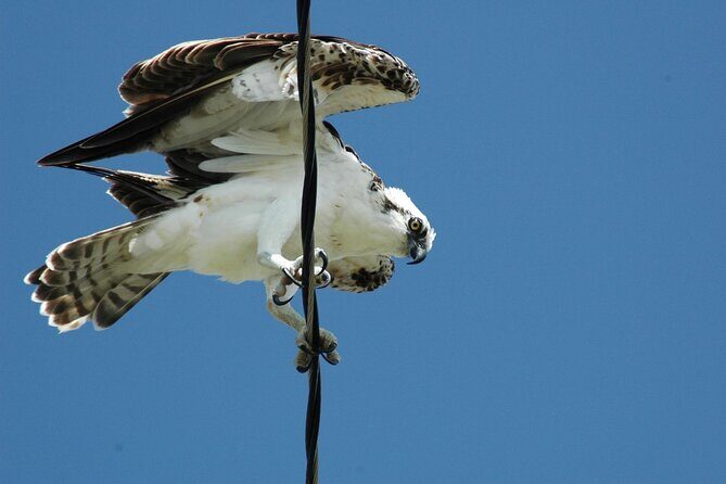 3-hour Belize Birdwatching Guided Tour - In-Depth Review of the 3-hour Belize Birdwatching Guided Tour