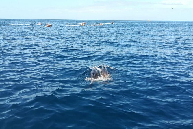 3-Hour Boat Trip from Costa Adeje in Tenerife - A Closer Look at the 3-Hour Tenerife Boat Trip