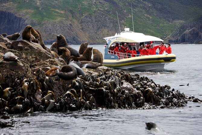 3-Hour Bruny Island Cruise from Adventure Bay, Bruny Island - Key Points
