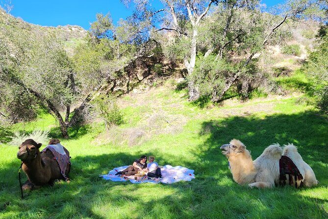 3 Hour Camel Trek into the Forest and Ranch in California - Experience a 3-Hour Camel Trek into California’s Forest and Ranch
