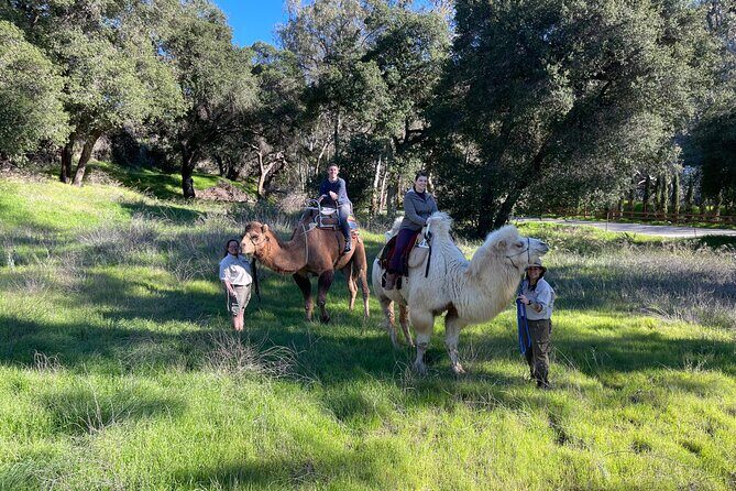 3 Hour Camel Trek into the Forest and Ranch in California - FAQs