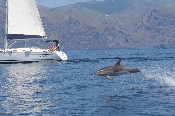 3-Hour Cetacean Watching and Snorkeling Tour in Tenerife - Frequently Asked Questions