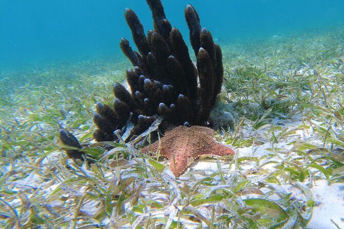 3 Hour Costa Maya Snorkeling Excursion - La Leyenda ECO-TOURS - Who Should Book This Tour?
