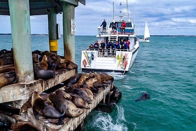 3-Hour Dolphin and Seal Sightseeing Cruise, operated with swim tour passengers - What We Love About This Experience
