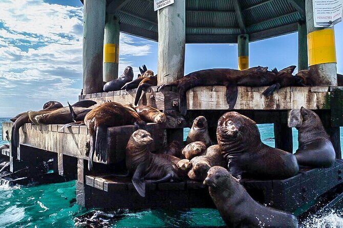 3-Hour Dolphin and Seal Sightseeing Cruise, operated with swim tour passengers - Who Will Enjoy This Tour?