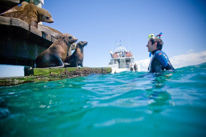 3 hour Dolphin and Seal Swim (NOV-APR) - A Detailed Look at the Tour Experience