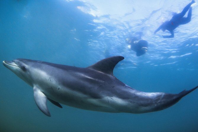 3 hour Dolphin and Seal Swim (NOV-APR) - What to Expect in Terms of Value
