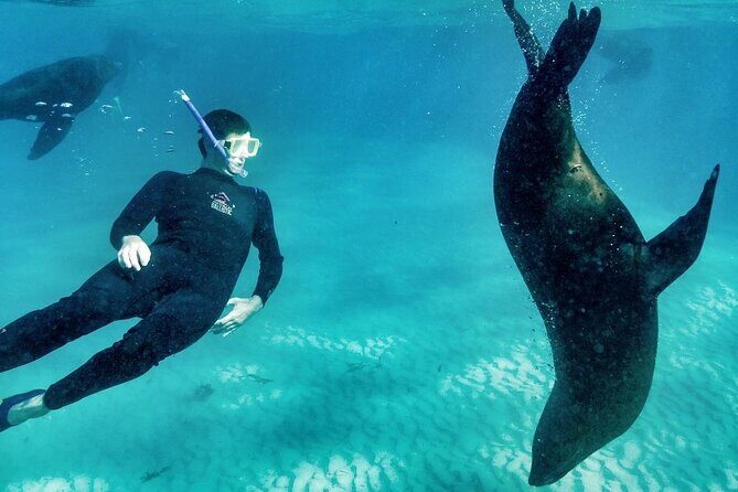 3 hour Dolphin and Seal Swim (NOV-APR) - FAQ