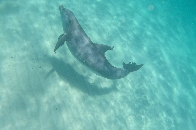 3 Hour Dolphin Tour and Snorkeling in Shell Island - The Sum Up: Who Should Sign Up?
