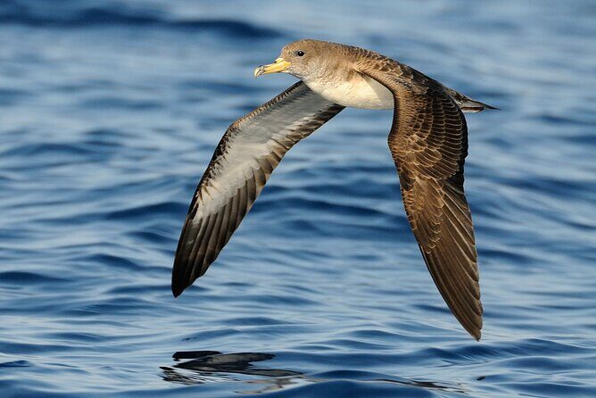 3-Hour Dolphin watching at sunset with aperitif - Final Thoughts: Who Will Love This Tour?