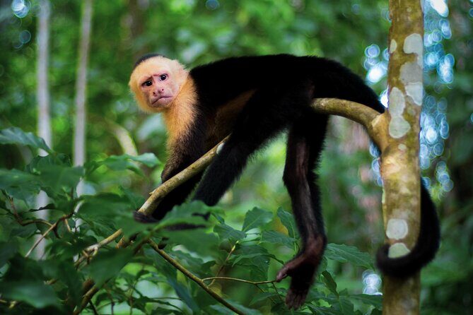 3 Hour Double ATV + Waterfalls & Panoramic Ocean Views - Exploring the Costa Rican Jungle on Double ATVs