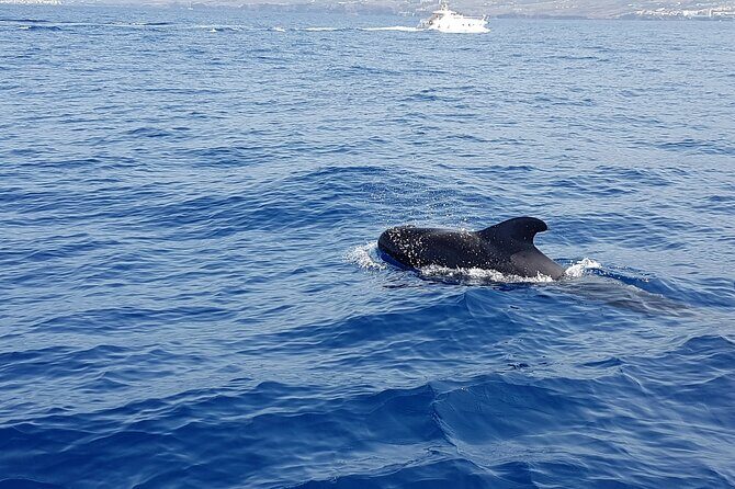 3-hour excursion to Puerto Colón Adeje to see whales - Authentic Experiences and Genuine Value