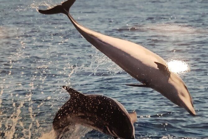 3-hour excursion to Puerto Colón Adeje to see whales - Who Should Consider This Tour?
