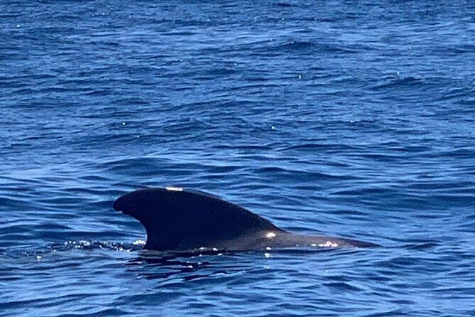 3-hour excursion to Puerto Colón Adeje to see whales - Final Thoughts