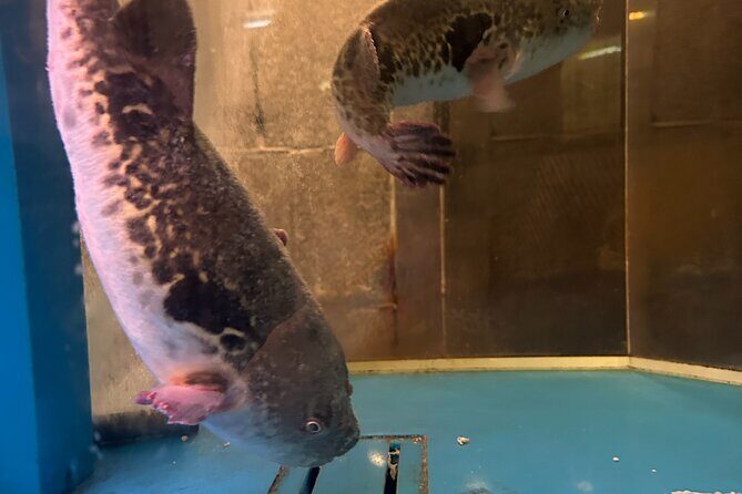 3 Hour Food Hopping in Dotonbori Osaka - Who Will Love This Tour?