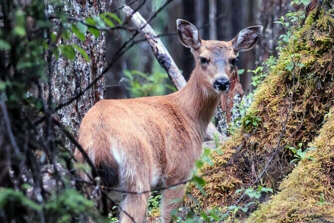 3 Hour Guided Driving Tour in Hoonah Alaska - Final Thoughts