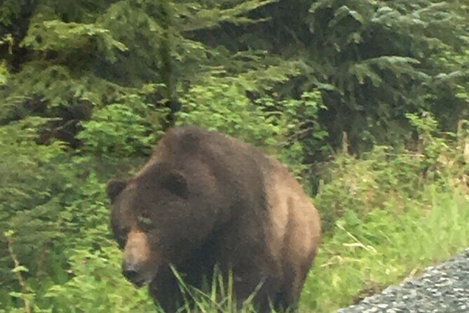 3 Hour Guided Driving Tour in Hoonah Alaska - FAQs