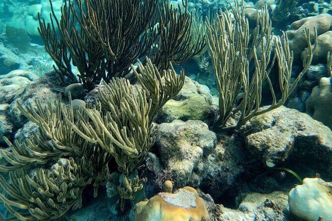 3-Hour Guided Jet Ski Snorkeling Tour on San Pedro Barrier Reef - A Thrilling Day on Belize’s Barrier Reef: Jet Ski and Snorkel Adventure