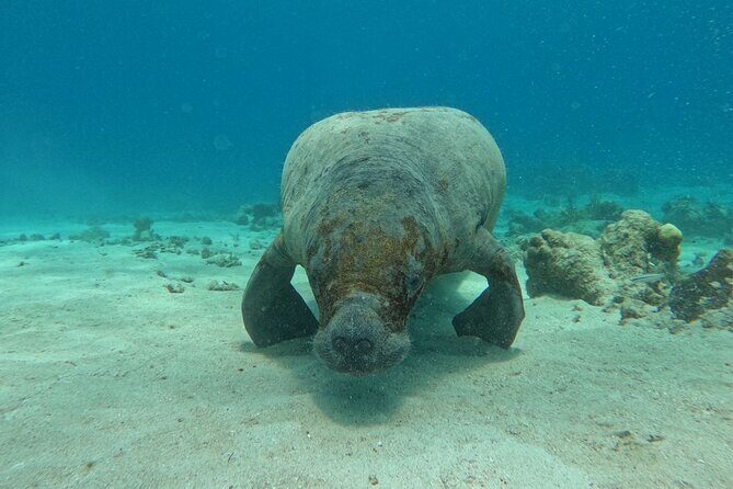 3-Hour Guided Jet Ski Snorkeling Tour on San Pedro Barrier Reef - Key Points