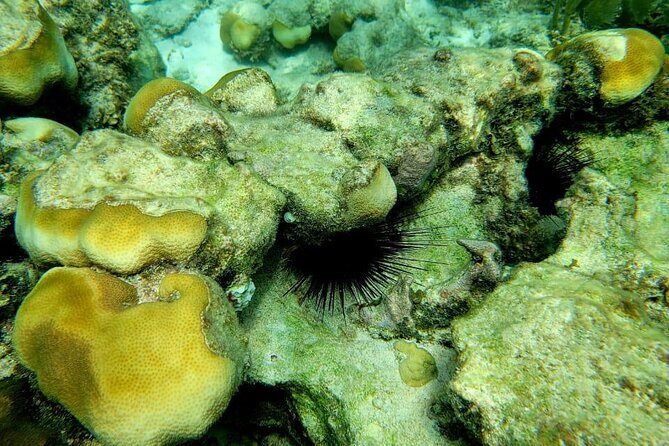 3-Hour Guided Jet Ski Snorkeling Tour on San Pedro Barrier Reef - FAQ