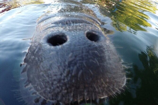 3 Hour Guided Manatee Snorkel - Crystal Rivers 3-Hour Guided Manatee Snorkel: An Authentic and Safe Encounter