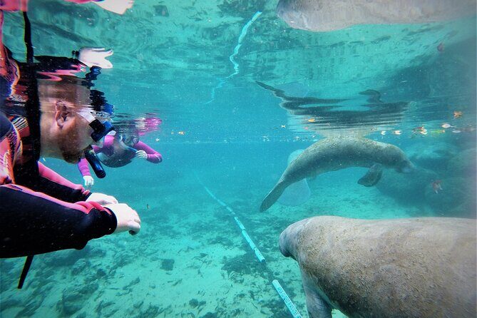 3 Hour Guided Manatee Snorkel - Who Should Consider This Tour?