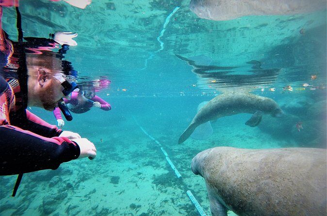 3 Hour Guided Manatee Snorkel - Who Will Love This Tour?